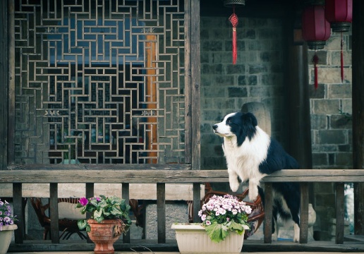 军犬霸气名字大全