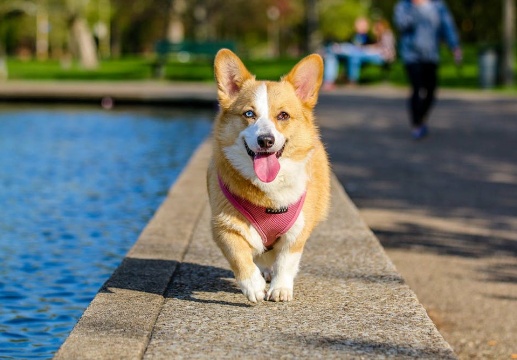 拉布拉多犬起名字大全公