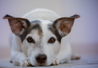 母柴犬狗狗名字大全