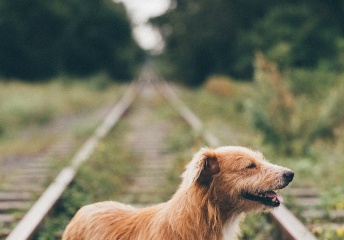 柯基犬取什么样的名字听起来听起来听起来听起来听起来听起来听起来听起来好听