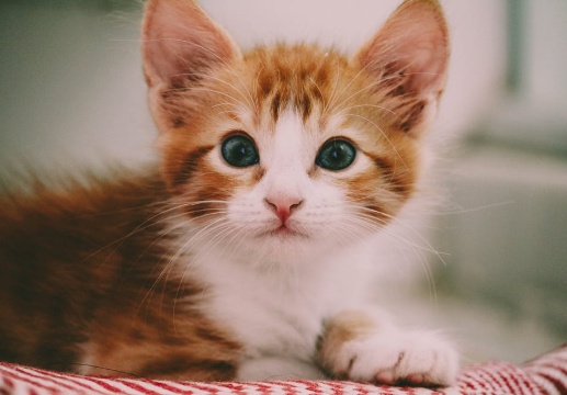 关于食物的猫咪名字大全