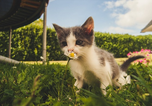 宠物的名字可爱猫古风