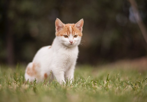 好听的橘猫名字