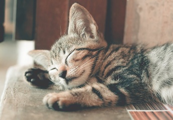猫咪名字奇葩搞笑有趣