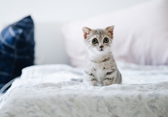 带来好运的女猫咪名字