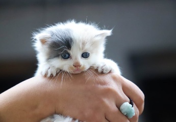 猫猫名字大全洋气好听