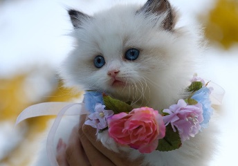 给猫咪取名字洋气