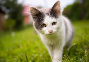 宠物名字大全萌猫咪